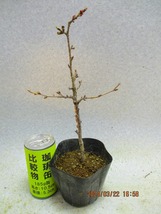 [讃岐屋緑兵衛]十月桜 3/23蕾～花変化想定 (32335)全高：32㎝※同梱包は「まとめて取引」手続厳守※送料明記_画像1