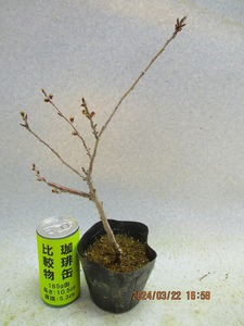 [讃岐屋緑兵衛]十月桜 3/23蕾～花変化想定 (32336)全高：34㎝※同梱包は「まとめて取引」手続厳守※送料明記