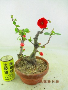 [讃岐屋緑兵衛] 木瓜 長寿楽 3/28開花～花変化想定 (32861駄温鉢)全高：26㎝※同梱包は「まとめて取引」手続厳守※送料明記