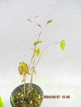 [讃岐屋緑兵衛] ブナ 3本植え 抜き苗発送 (32599)画像全高：31㎝＊定形外郵便発送：送料無料※鉢無/用土(根鉢)無_画像2