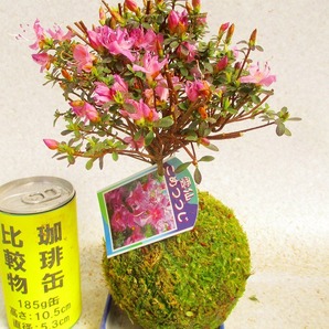 [讃岐屋緑兵衛] 米躑躅 苔玉 皿付 3/29開花～花終り想定 (32913)全高：22㎝※同梱包は「まとめて取引」手続厳守※送料明記の画像1