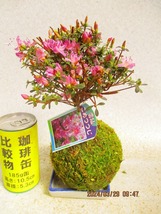 [讃岐屋緑兵衛] 米躑躅 苔玉 皿付 3/29開花～花終り想定 (32913)全高：22㎝※同梱包は「まとめて取引」手続厳守※送料明記_画像1