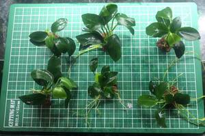  Anubias nana small . rock attaching 1 piece 