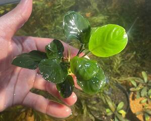  Anubias coin leaf . rock attaching 1 piece 