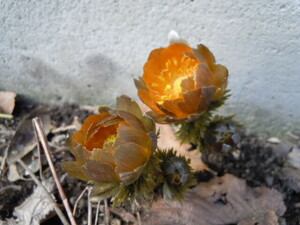 山野草◆福寿草　秩父紅◆株　花3