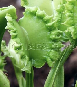 Dionaea muscipula Carnivoria Damballa ディオネアマスシプラ ダンバラ ハエトリソウ ハエトリグサ 2号深 食虫植物 観葉植物