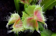 Dionaea muscipula Carnivoria Hanicka's Butterfly ディオネア バタフライ ハエトリソウ ハエトリグサ 食虫植物 2号深_画像1