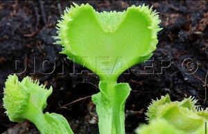 Dionaea muscipula Carnivoria Heart Pompom ディオネアマスシプラ ハートポンポン ハエトリソウ ハエトリグサ 4cm 食虫植物 観葉植物