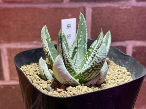 Haworthia Emperor Haortia Pigmented Individe № 3 Глубокий сочный растение