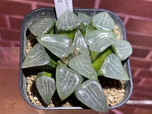 Haworthia ハオルチア 月影 3号深 多肉植物 観葉植物