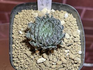 Haworthia ハオルチア ルテオローザ 2.5号深 多肉植物 観葉植物