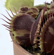 D Dionaea muscipula Schup Destruction (Diflora) CK ディオネア シュップデストラクション ハエトリソウ ハエトリグサ 2号深 食虫植物_画像1