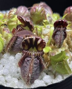 Cephalotus follicularis ex Peter Harbarth CK セファロタスフォリキュラリス ピーターハーバース オリジナル 5cm 食虫植物