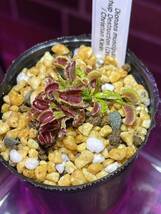 Dionaea muscipula Schup Destruction (Diflora) CK ディオネア シュップデストラクション ハエトリソウ ハエトリグサ 2号深 食虫植物_画像3