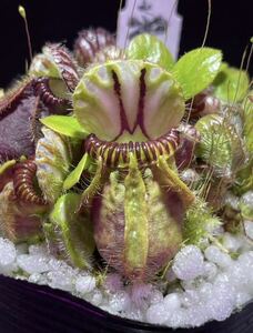 C Cephalotus follicularis BCP cloneセファロタスフォリキュラリス 5cm 食虫植物 観葉植物