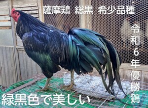 【天然記念物薩摩鶏】総黒　　　　【食用】真黒【食用有精卵6個】　　　　　令和6年品評会優勝鶏の種卵　YouTube　 みつちー薩摩鶏