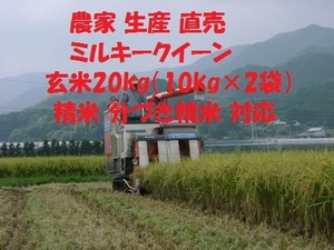 . мир 5 год производство новый рис Milky Queen неочищенный рис 20kg(10kg×2 пакет ) производство сельское хозяйство дом производство прямой . рис ( белый рис * минут ... рис * clean белый рис musenmai стандарт ) соответствует 