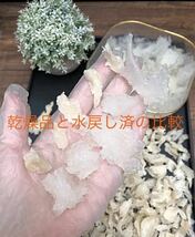 大人気！リピーター様続出！天然燕の巣　ツバメの巣　燕角50g_画像3