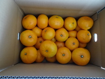 柑橘類の女王　皮が薄く身が締まり濃厚で糖度約１８度のせとか_画像1