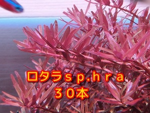 ★送料無料★ロタラｓｐ.ｈｒａ　３０本★