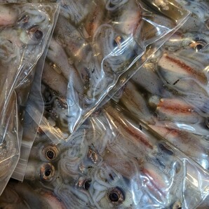 富山県産 釣餌用 冷凍ホタルイカ 200g入の画像1