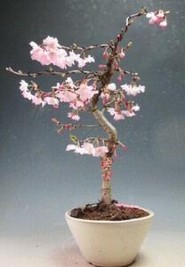 Bonsai Octobre Cherry Blossoms [Фактический предмет] 3152
