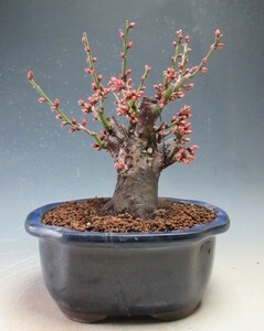 ... plum bonsai . winter .( one -ply .* pink ) futoshi .[ reality goods ](4533) blooming end pruning ending 