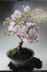 [ bargain sale ] double cherry blossom. bonsai blooming end 