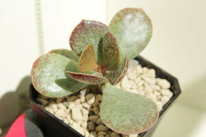 アドロミスクス ・マリアンナエ　Adromischus marianiae cv. Blosianus