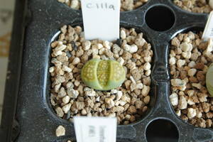 61　リトープス・グリーンソープストーン　Lithops hallii v. ochracea 'Green Soapstone'