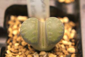 12　リトープス・大津絵　グリーンアテンプト　Lithops otzeniana cv. Green Attempt