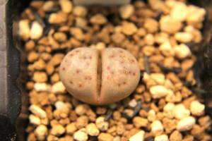 36　リトープス・神笛玉系　Lithops dinteri ssp. frederici C180