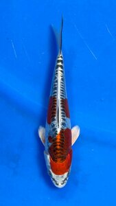 【あすなろ鯉ファーム】金太郎錦鯉産　紅輝黒龍　約２０cm