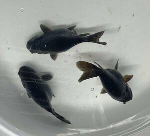 【金魚屋後藤家】国産花房黒らんちゅうオタマ明け2歳10㎝〜11㎝前後1ペア＋1匹同梱可能！