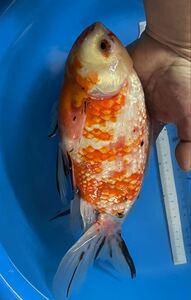 【金魚屋後藤家】超特大ジャンボオランダ東錦明け4歳30㎝良福観賞魚作