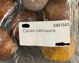 《発根確認済み》サイカス　カイルンシアナ　種子　果肉付き【３粒】cycas cairnsiana ソテツ