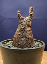 塊根植物【現品】フィランサス　ミラビリス　Phyllanthus mirabilis　1_画像1