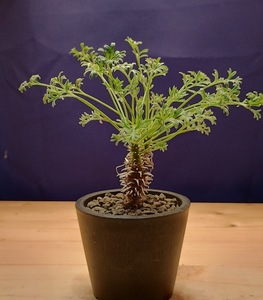 塊根植物【現品】ペラルゴニウム　ヒストリックス　Pelargonium hystrix