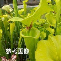 食虫植物 サラセニア Sarracenia flava var.rugelii (big hood) Seed Grown (10芽程度入り)_画像1