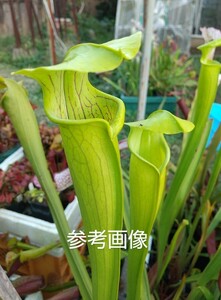 食虫植物 サラセニア Sarracenia alata A24 var. alata. Pipeline,Rayburn, Jasper Co.,TX,W(A11,JA) 増殖株 (3分割入り) ④