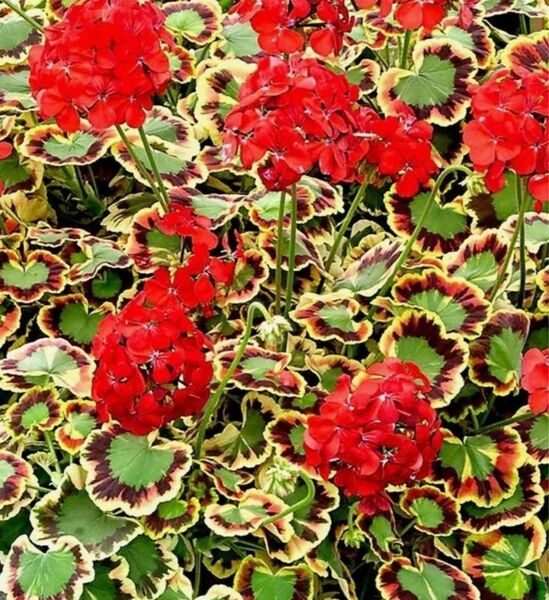 ファンシーゼラニウム　ミセスポロック（3.5号）花色：赤　天竺葵　カラフルでレアなゼラニウム
