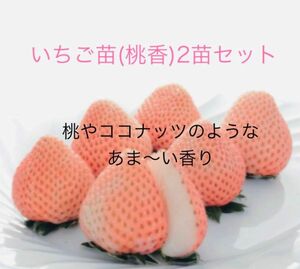 （再入荷）桃やココナッツ風味の桃色いちご「桃香」 2苗セット（3号）レア品種