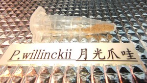 P.willinckii 月光爪哇　胞子　ウィリンキー　ビカクシダ　透明ラベルシール付き ビカクシダ willinckii Platycerium