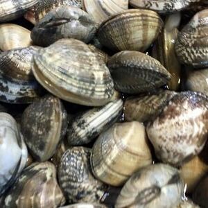 2....( large )4kg* freshness eminent![ super excellent brand. Hamana lake production ] littleneck clam year-end gift . New Year's greetings high class gift present gift inside festival hand earth production . goods New Year 