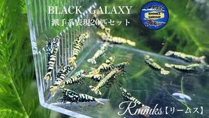 【Rmmks（リームス）】BLACK GALAXY ブラックギャラクシー　グレード高め20匹 画像の個体　派手系表現　現在2匹抱卵中　春の繁殖セット♪