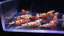 【Rmmks-shrimp（リームス）】Tiger Bee【太極】タイガービー　15匹＋保証3匹　18匹　画像の個体　春の繁殖用セット　即決時送料無料_画像2