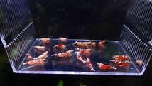 【Rmmks-shrimp（リームス）】Tiger Bee【太極】タイガービー　15匹＋保証3匹　18匹　画像の個体　春の繁殖用セット　即決時送料無料_画像9