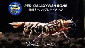 【Rmmks（リームス）】　DARK RED GALAXY FISH BONE ダークレッドギャラクシーフィッシュボーン　種親♀＋ハイグレード♂ ペア　即決特典♪