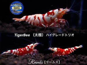 【Rmmks（リームス）】　TigerBee タイガービー（太極）♂1♀2（1匹抱卵中）トリオ　画像の個体　即決特典2つ♪