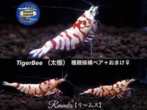 【Rmmks（リームス）】　TigerBee タイガービー（太極）　種親候補ペア＋おまけ♀ トリオセット　画像の個体　即決特典2つ♪_画像1